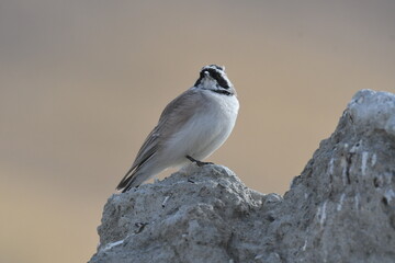 The horned lark or shore lark (Eremophila alpestris)  © Shaji