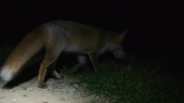 A fox visits a residential area at night to feed on discarded bones and shows no fear while filmed in slow motion