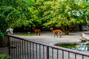 Alpacas (Vicugna pacos) in a corral at farm © ihorbondarenko