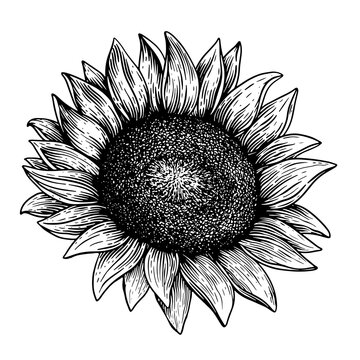 Sunflower head with dense seed center and pointed petals, rendered in detailed black and white engraving style. Suitable for botanical prints, packaging, labels and natural decor.