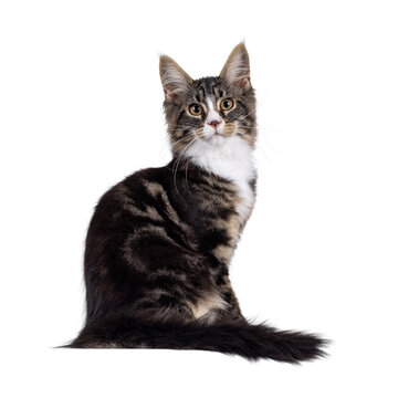 Handsome Maine Coon cat, sitting up side ways. Looking towards camera with funny nose and pattern. Isolated cutout on a transparent background.