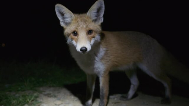 A fox visits a residential area at night to feed on discarded bones and shows no fear while filmed in slow motion