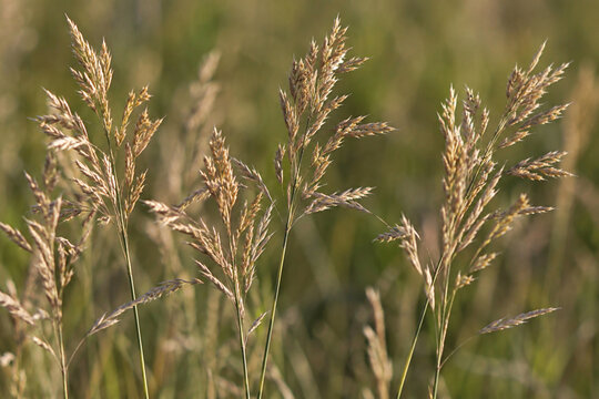 Mature grass seed panicles on slender stems in meadow light