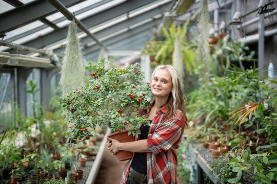 Happy woman greenhouse worker posing in orangery with Murraya paniculata or Orange Jasmine potted plant, cheerful female botanist holding pot with lush green Mock Orange or Satinwood tropical shrub.