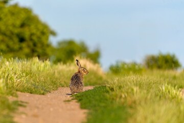 A european hare sits on a dirty road, blue sky in the background. A cute european hare in the nature habitat.  Lepus europaeus. © Monikasurzin