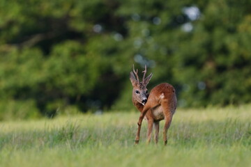 A beautiful roebuck in the nature habitat. Wildlife scene with a male roe deer. Capreolus capreolus.  © Monikasurzin