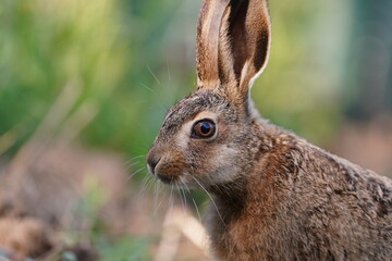 Closeup portrait of a young brown hare. A cute european hare in the nature habitat.  Lepus europaeus. © Monikasurzin