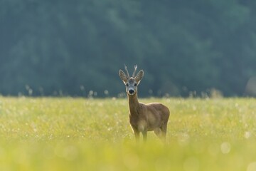 A beautiful roebuck in the nature habitat. Wildlife scene with a male roe deer. Capreolus capreolus.  © Monikasurzin