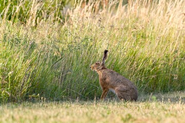 A brown hare sits on the meadow. A cute european hare in the nature habitat.  Lepus europaeus. © Monikasurzin