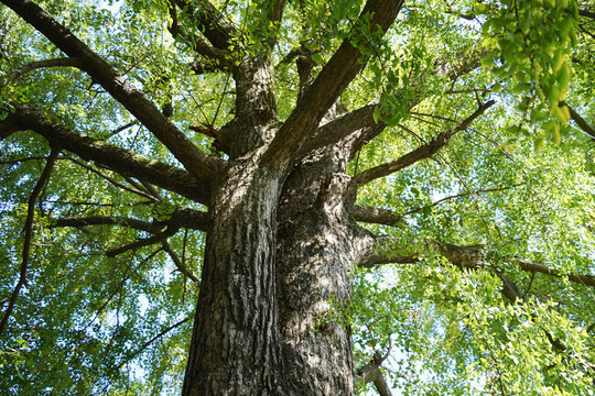 Looking up a ginkgo tree with sunlight in summer.