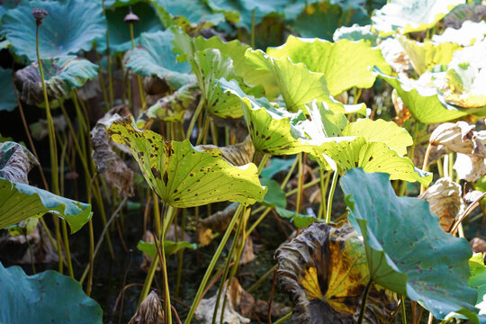 Withered lotus leaves in a calm autumn pond, showcasing natural decay, seasonal change, and serene beauty
