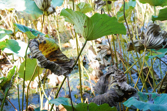 Withered lotus leaves in a calm autumn pond, showcasing natural decay, seasonal change, and serene beauty