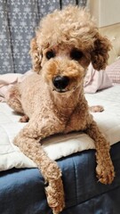 Poodle, puppy, poodle love, companion dog © 연지 서