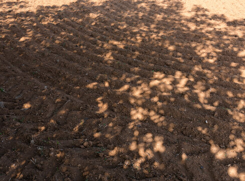 Ombre feuillage terre labour&eacute;e