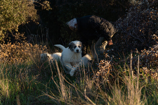 Man and pyrenean mountain puppies exploring nature outdoors