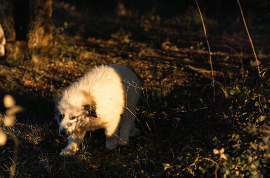 Pyrenean mountain dog puppy exploring nature at sunset