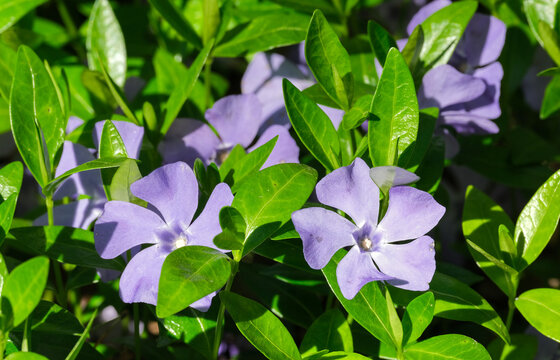 Two Lilac Periwinkle Flowers With Glossy Green Leaves. Blooming Vinca Groundcover In Spring Garden. Floral Nature Background