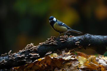 Great Tit (Parus major) on a branch with mushrooms in the forest of Noord Brabant in the Netherlands. Green background.         © Albert