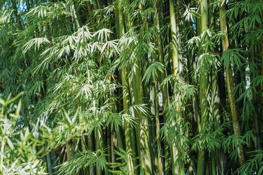 Green bamboo trees in China.