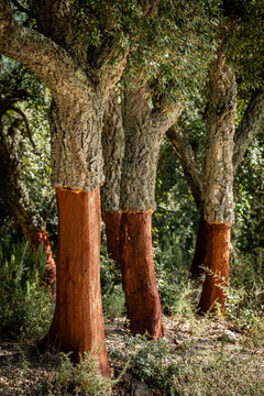 Group of cork oak trees (Quercus suber) after the bark extraction process to produce natural cork, Montnegre i el Corredor Park, Maresme region, Barcelona, ​​Spain