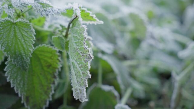 Frosted leaves fill a soft focus garden close up on a cold autumn morning.