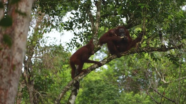 Adult Bornean Orangutan Approaching Mother and Baby, Gently Holding the Mother on a Tree Branch in the Dense Tropical Rainforest of Indonesian Borneo