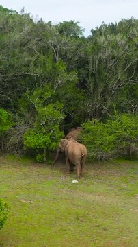 Elephants in the jungle. Elephants in their natural habitat. Arugam Bay Sri Lanka.