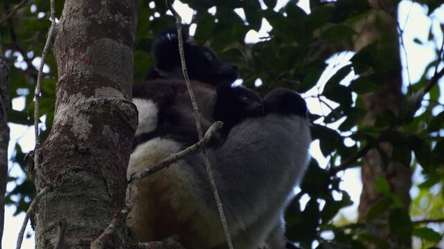 Close up of an endangered infant indri lemur holding onto its mother resting high up in a forest tree