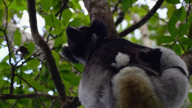 Low angle view of a wild female indri lemur sitting on a tree branch with her baby clinging to her back.