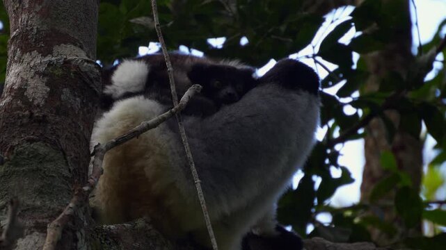 Wild mother indri lemur and her baby resting together on a tree branch in a tropical rainforest environment in Andasibe-Mantadia National Park, Madagascar.