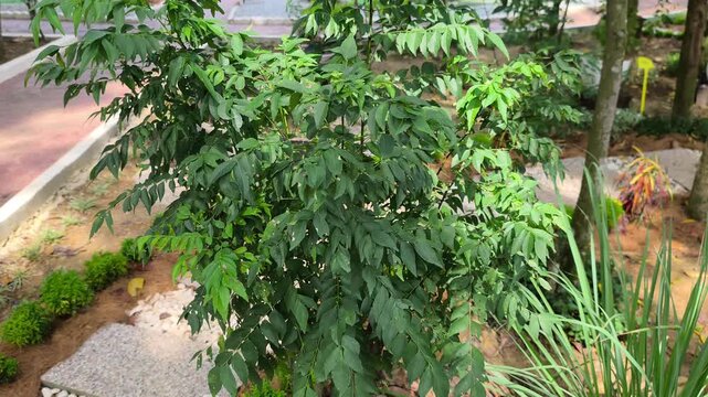 A close-up shot of fresh curry leaf plant (Murraya koenigii). This aromatic green herb is widely used as a natural flavor enhancer in traditional South Asian and Southeast Asian cuisine.