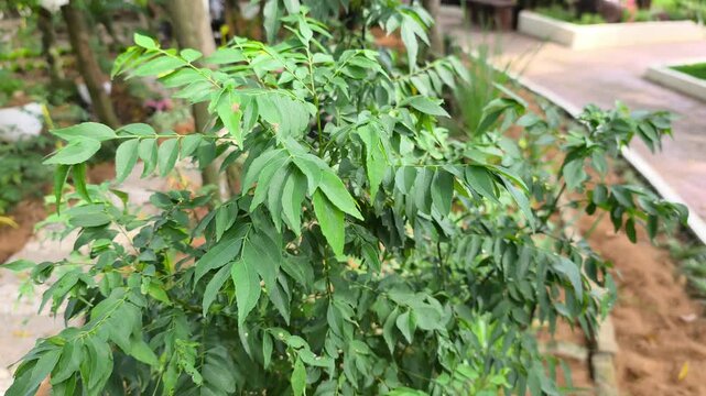 A close-up shot of fresh curry leaf plant (Murraya koenigii). This aromatic green herb is widely used as a natural flavor enhancer in traditional South Asian and Southeast Asian cuisine.
