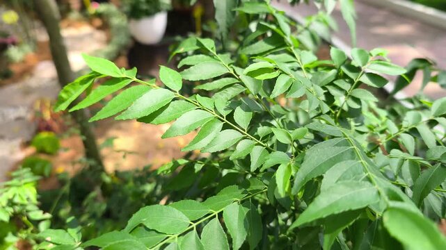 A close-up shot of fresh curry leaf plant (Murraya koenigii). This aromatic green herb is widely used as a natural flavor enhancer in traditional South Asian and Southeast Asian cuisine.
