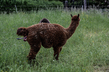 alpaka tier natur lama familie geburt © fotorena.de