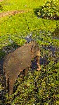 Top view of elephant in a nature reserve among wetlands. Arugam Bay Sri Lanka.