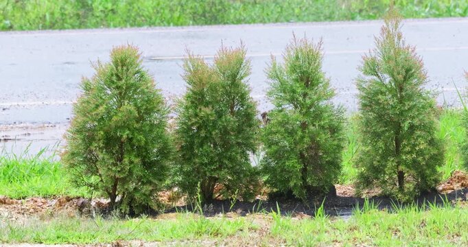 Lush green fragrant pine trees thrive beside a wet road in Thailand.