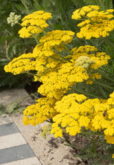 Achillea jaune  © hcast