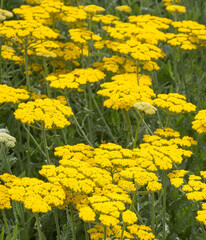 Achillea jaune  © hcast