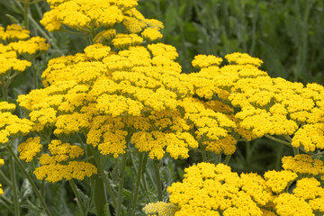 Achillea jaune  © hcast