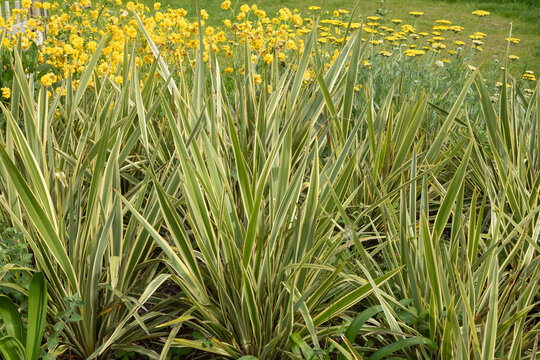 Phormium jaune et vert	