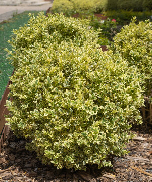 Buxus au feuillage panach&eacute; taill&eacute; en boule