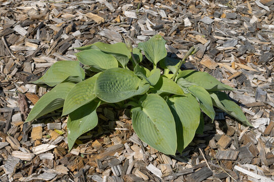 Hosta sieboldiana