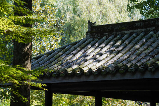 Ancient Chinese Garden: Tiled Roofs, Mossy Tree, and Lush Greenery,  bathed in sunlight, evoking ancient serenity.