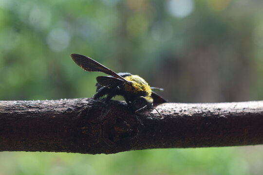 This carpenter bee is strikingly beautiful but it is venomous