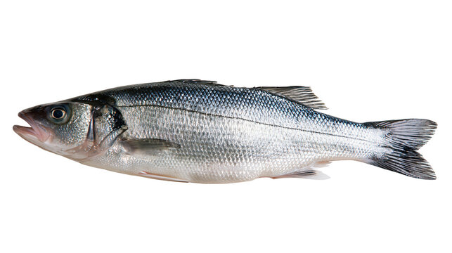 Fresh whole European sea bass fish with silver scales and fins