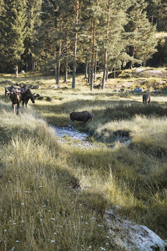 Moose by Small Stream on Green Forest Slope in Sunlight
