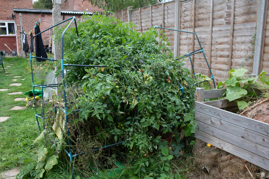 A broken down green house in a garden with overgrown tomato plants
