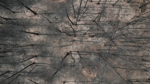 Aerial drone ascending top-down shot rising over charred pine trees and ash ground after a destructive wildfire disaster at Deliblatska Pescara special nature reserve in Serbia.
