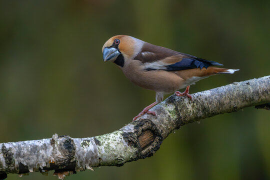 Beautiful male Hawfinch (Coccothraustes coccothraustes) on a branch in the forest of Noord Brabant in the Netherlands.              