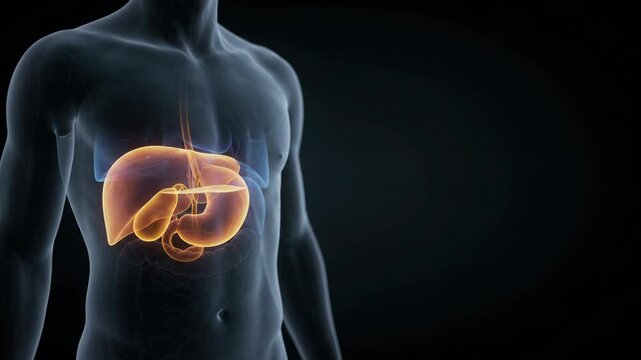 Human Internal Organs and Gallbladder - 3D Medical Animation showing Digestive System - High-Resolution Clinical Visualization